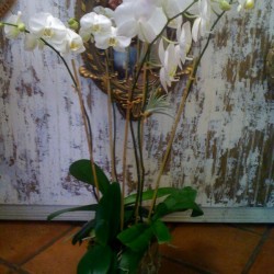 Elegant Orchids