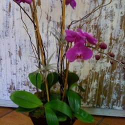 Orchid